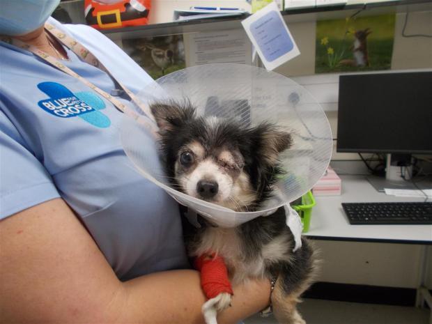 The Northern Echo: Missy the Chihuahua was found in Grimsby with serious injuries