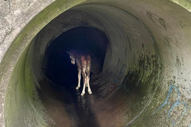 Northumbrian Water workers have been praised after rescuing this foal from a culvert in Crook PIcture: NORTHUMBRIAN WATER