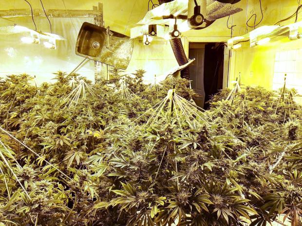 The Northern Echo: Cannabis plants found at a house in Horden Picture: DURHAM POLICE 