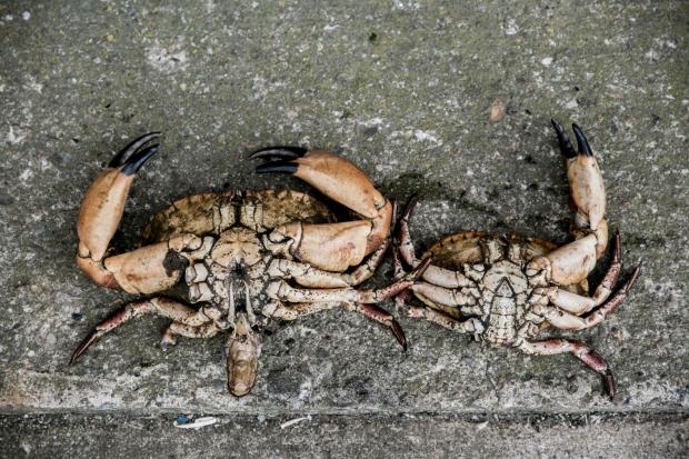 The Northern Echo: Dead crabs brought to shore for testing