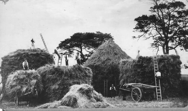 The Northern Echo: Making hay in Hurworth in the late 19th Century