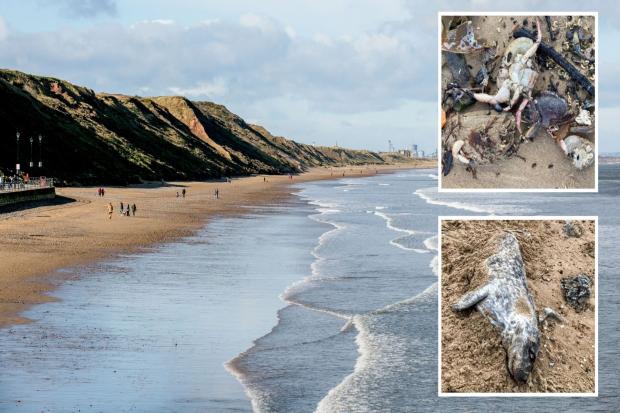 No plans for new investigation into sea life deaths along North East coastline