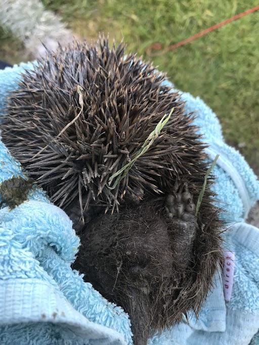 The Northern Echo: Hedgehog Shearer after its rescue Picture: RSPCA 