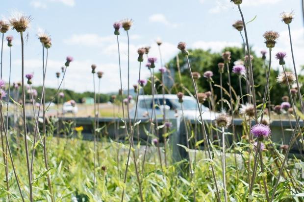 A new £6m Network for Nature will see National Highways and The Wildlife Trusts improve habitats across England benefitting people, nature and wildlife