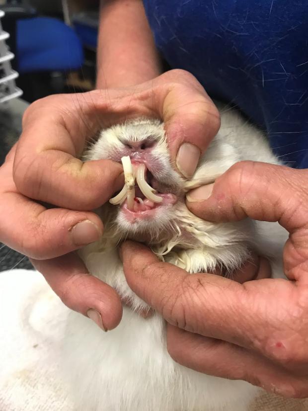 The Northern Echo: The state of the teeth of one of the rabbits. Picture: RSPCA.