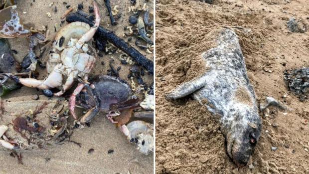 The Northern Echo: Dead crabs and seals have been found on the Teesside coastline
