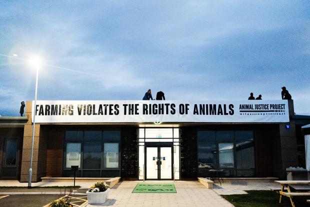 The Northern Echo: Animal rights activists from the Animal Justice Project climbed on the roof of Darlington Farmers Mart