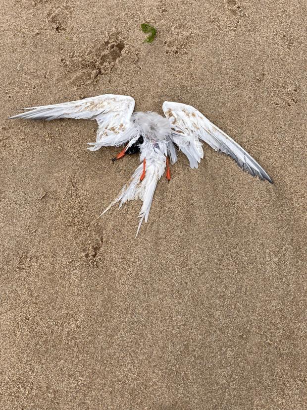 The Northern Echo: A dead gannet at Druridge Bay Picture: Alan Thompson