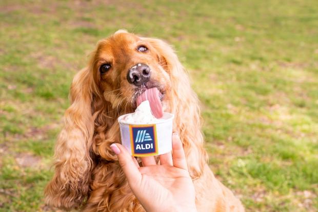 The Northern Echo: This weekend, Aldi will be delivering the ice creams direct to dogs. Picture: Aldi