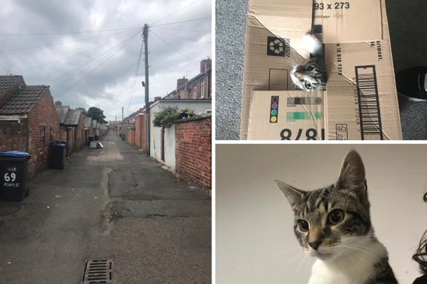 The male tabby was discovered late on Friday (June 10) night in an alleyway at the back of Stephenson Street, Ferryhill, and was reported to the RSPCA. Pictures: RSPCA