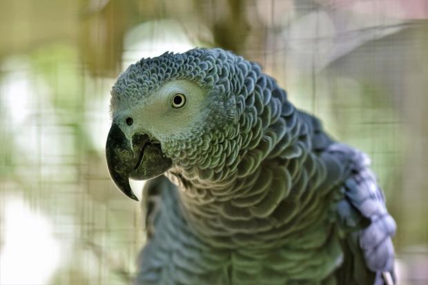 The Northern Echo: The sanctuary near Thirsk aims to provide a forever home for neglected, unwanted and abused parrots (file photo) Picture: Pixabay