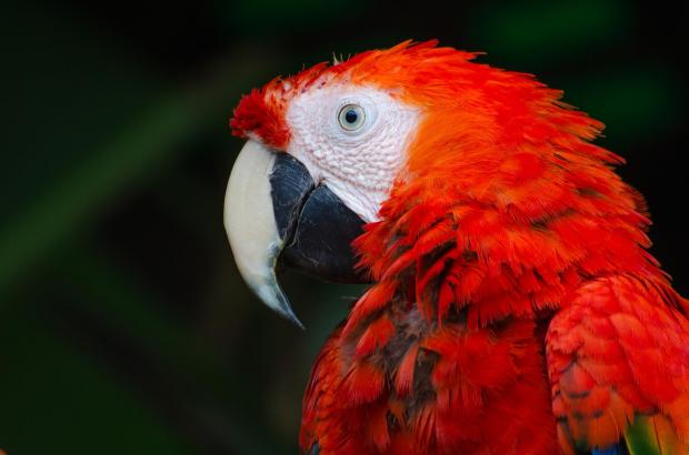 The Northern Echo: Parrots need specialist care Picture: Pixabay
