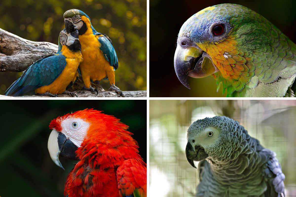 Parrot sanctuary to be built near Thirsk after approval - Vimarsana News