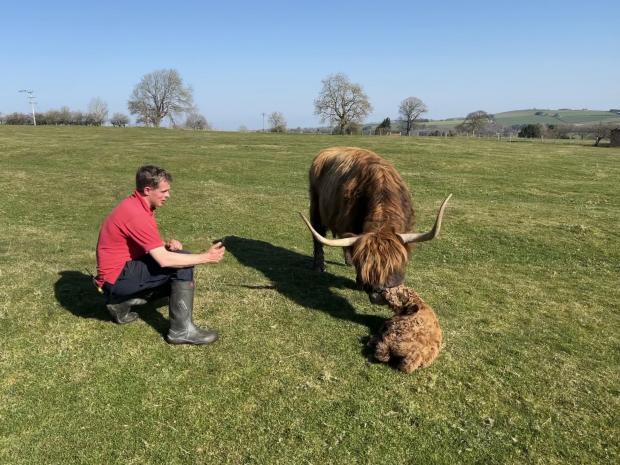 The Northern Echo: Farmer Richard Darlington with a Highland cow and new born calf at Hall Hill Farm. Picture: HALL HILL FARM