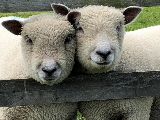The Northern Echo: Southdown Sheep at Hall Hill Farm. Picture: HALL HILL FARM