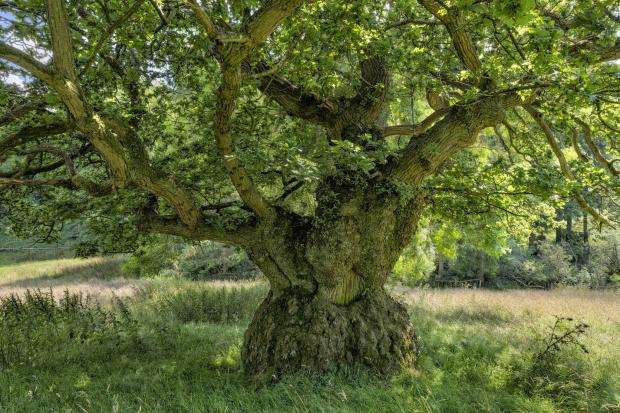 The Northern Echo: Ancient 'hourglass' oak tre Picture:North York Moors National Park