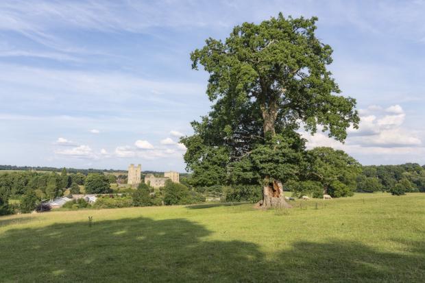 The Northern Echo: Oak tree in Duncombe Park with Helmsley Castle in the distance