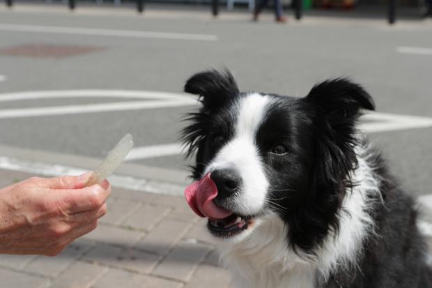 The Northern Echo: A dog licking its lips after trying the Woof & Brew Ice Pops (Morrisons)