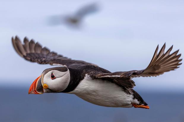 Puffin in flight Picture: ANTH WHEELER
