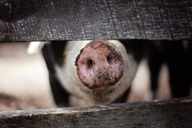 Reports suggest the suspected case of foot and mouth disease in Norfolk is within a herd of pigs (file photo) Picture: Pixabay