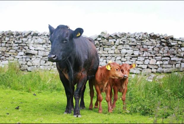 The Northern Echo: Farming in the Yorkshire Dales Picture: Sarah Caldecott