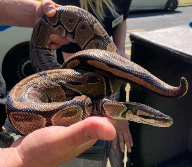 The Northern Echo: Three royal pythons were caught in Scarborough Picture: NYP