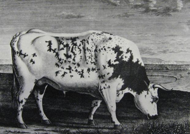 The Northern Echo: The Blackwell Ox, which was slaughtered in 1779 and was the first shorthorn star