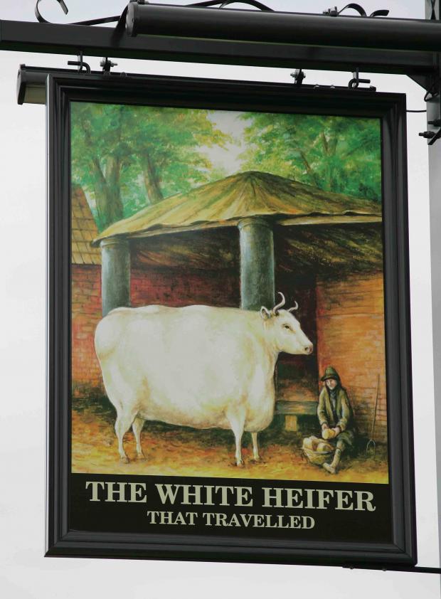 The Northern Echo: The White Heifer That Travelled on the pub sign in West Park, Darlington. The heifer was big in London in the 1800s and was picturedd with a man feeding it turnips