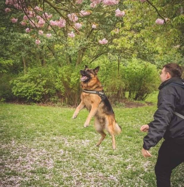 The Northern Echo: German Shepherd dog Max, who enjoyed chasing sticks 