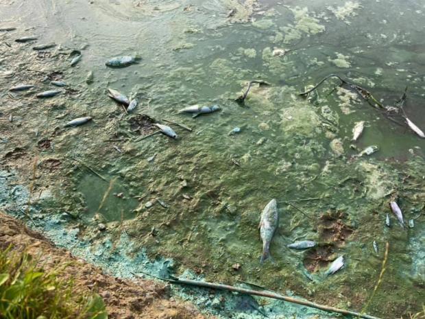 The Northern Echo: Blue-Green Algae. Picture: NORTHERN ECHO