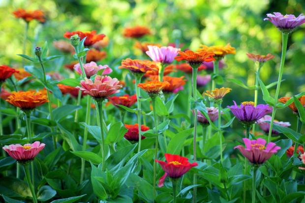 The Northern Echo: Colourful flowers in a garden. Credit: Canva