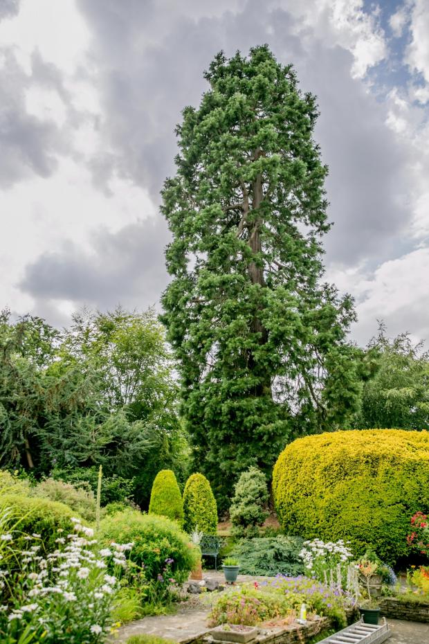 The Northern Echo: The sequoiadendrum giganteum, which is said to be the largest tree in Darlington. Picture: SARAH CALDECOTT