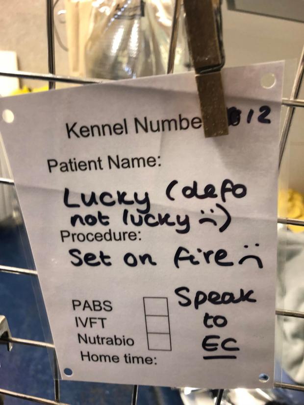 The Northern Echo: A note that was attached to Lucky's kennel during her treatment. Picture: ANGELA CLENNELL