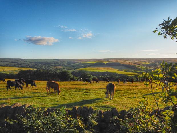 The Northern Echo: North Yorkshire Moors by David Sharples from The Northern Echo Camera Club