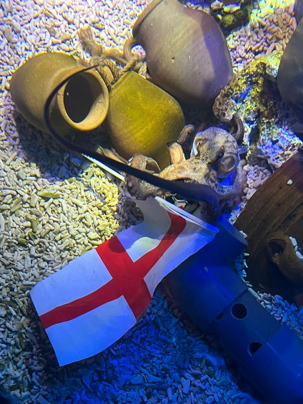 The Northern Echo: Beth Mead the octopus holding the England flag