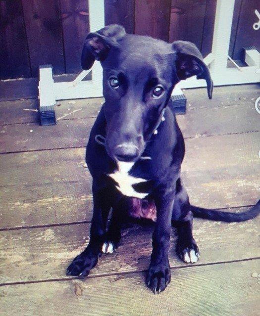 The Northern Echo: Dexter the dog. Picture: DURHAM POLICE The Northern Echo: Dexter the dog. Picture: DURHAM POLICE