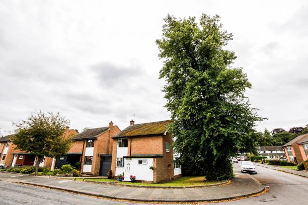 The Northern Echo: The lime tree in Brompton Way Picture: STUART BOULTON 
