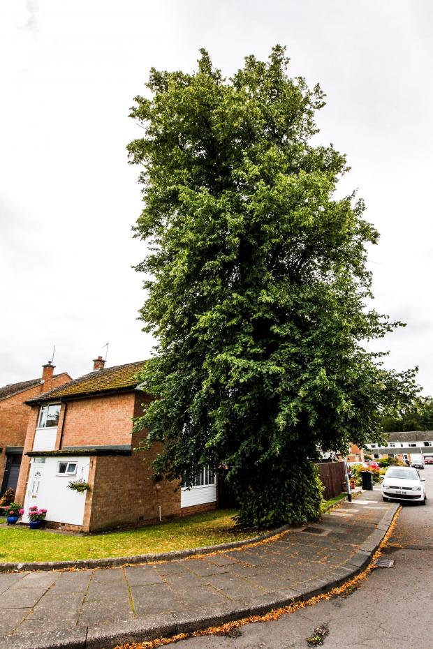 The Northern Echo: The tree in Brompton Way, Darlington Picture: Stuart Boulton 