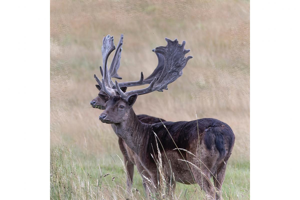 Raby Deer Picture: ANTH WHEELER
