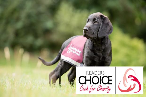 Hearing Dogs for Deaf People benefitted from the Readers’ Choice Cash for Charities grant scheme run by Newsquest last year. Picture: HEARING DOGS FOR DEAF PEOPLE