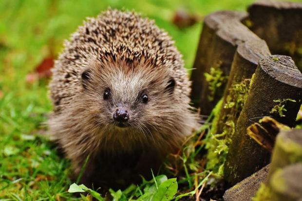 Hot, dry conditions can cause dehydration and starvation in hedgehogs Picture: Pixabay