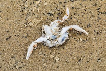 Tees crab deaths: MPs call for study into possible novel pathogen