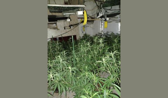 The Northern Echo: Cannabis found at the address has an estimated value of £350,000. Picture: HARTLEPOOL POLICE/FACEBOOK The Northern Echo: Cannabis found at the address has an estimated value of £350,000. Picture: HARTLEPOOL POLICE/FACEBOOK