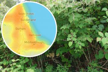 Map of Japanese Knotweed hotspots in the North East