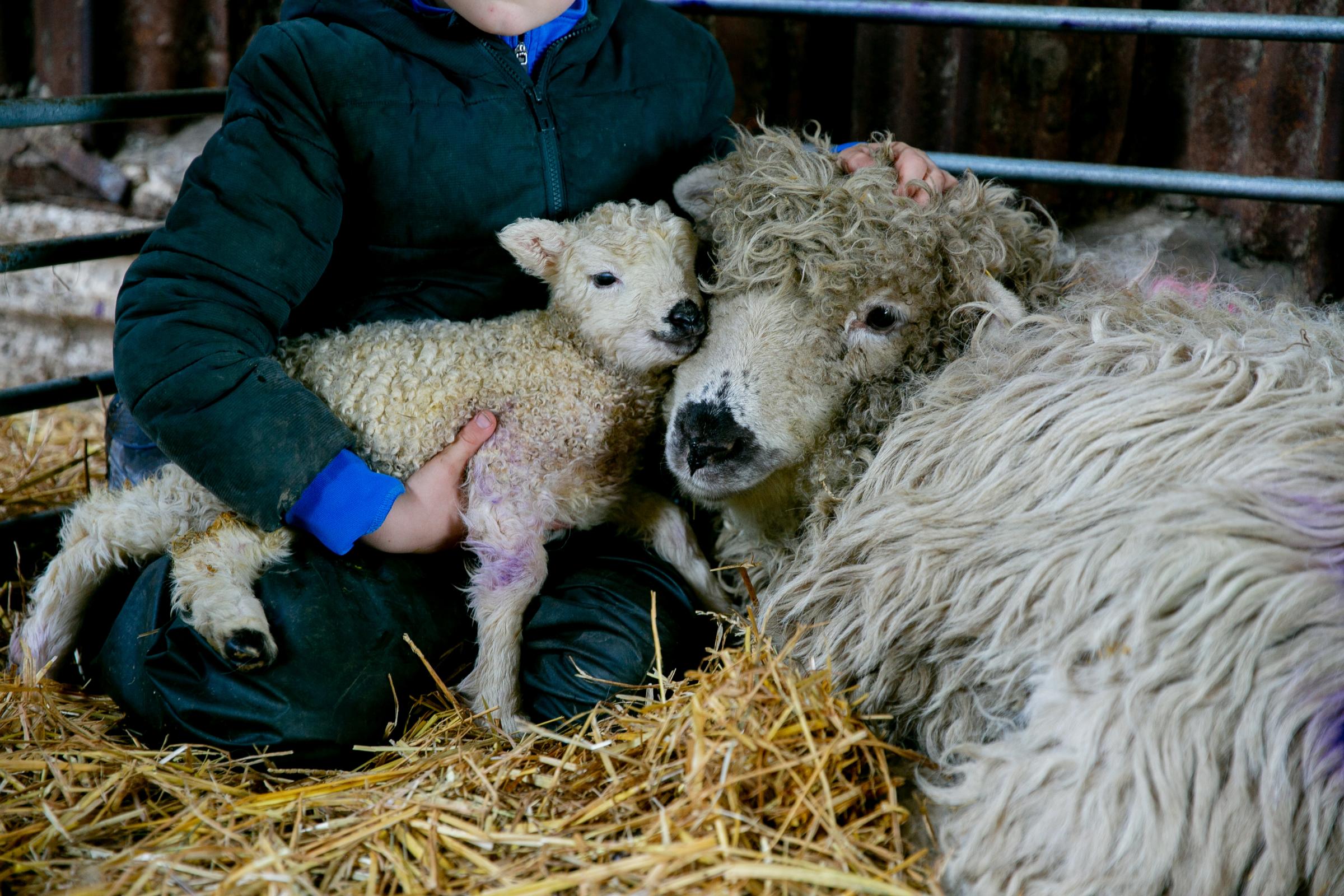 George Chrystal, eight, of Wingate who spent his pocket money buying a Grey Face Dartmoor, whos now had her first lamb Picture: SARAH CALDECOTT