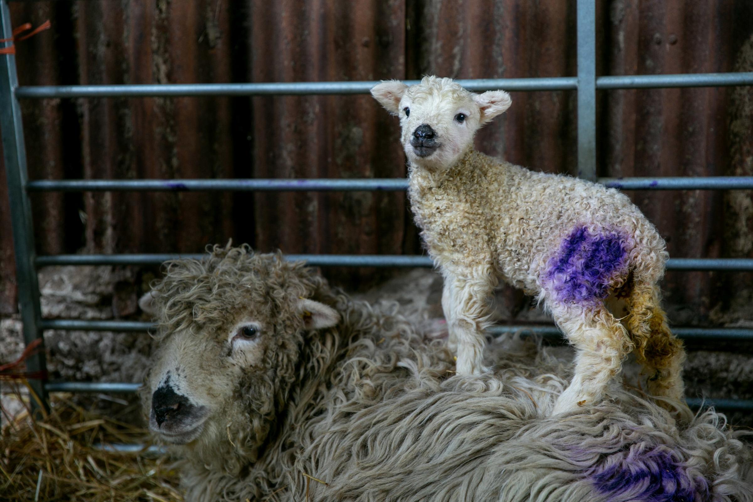 George Chrystals lamb Purdy Picture: SARAH CALDECOTT