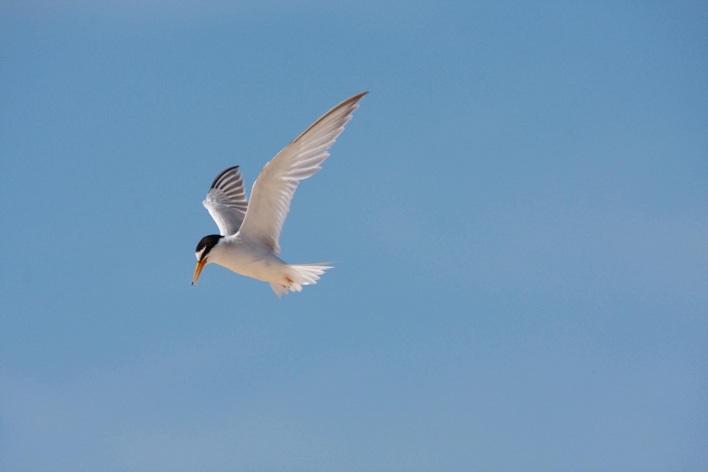 Shorebirds celebrated at Lindisfarne Nature Reserve over Easter break - Vimarsana News