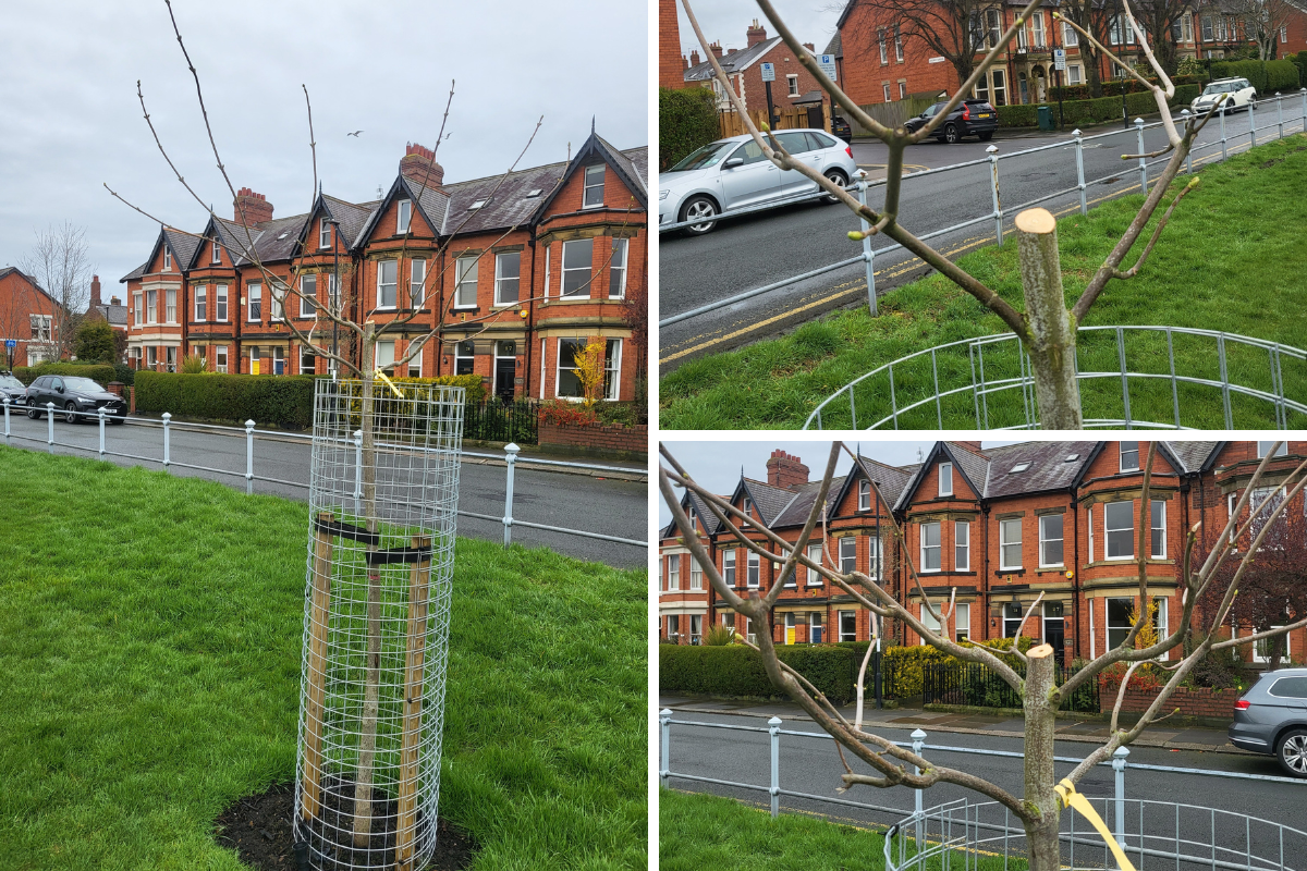 Trees damaged in 'clinical execution' in Jesmond, Newcastle - Vimarsana News
