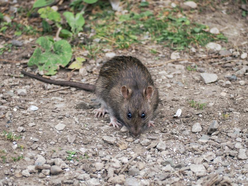 Hotspots for rats in Newcastle, Sunderland and Durham revealed