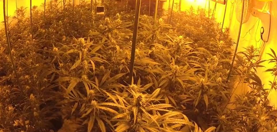 Seized cannabis plants in Spennymoor had potential value of £100k-plus